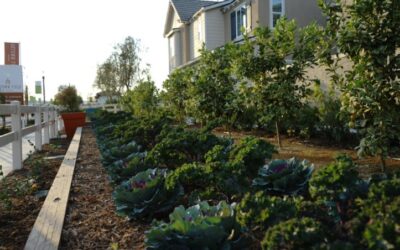 Harvest at The Preserve Community Garden: It’s Party Thyme!